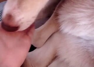 Animal Porn Zoo Videos