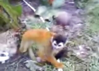 Sperm bestiality tube